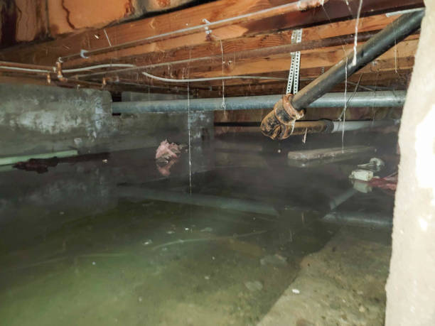 Best Professional water damage repair  in Ada, MN