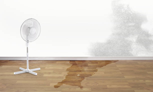 Best Fire Damage Restoration  in Ada, MN