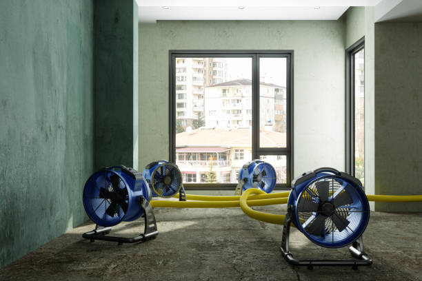 Best Professional water damage repair  in Ada, MN